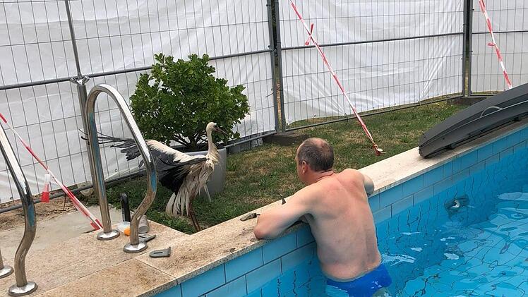 Uli Wirth sorgte sich um den Storch, der baden ging.