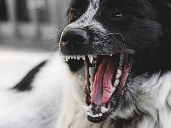 Jaulen, Zittern, Aggressivität: Mysteriöses "Werwolf-Syndrom" befällt Hunde - EU-Land startet Rückrufe von Kauknochen