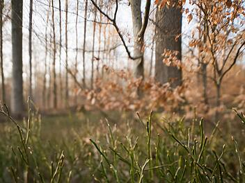 In der Rhön finden sich auf engstem Raum viele unterschiedliche Waldtypen, wie Hainsimsen-Buchenwälder. Foto: Ingo Queck