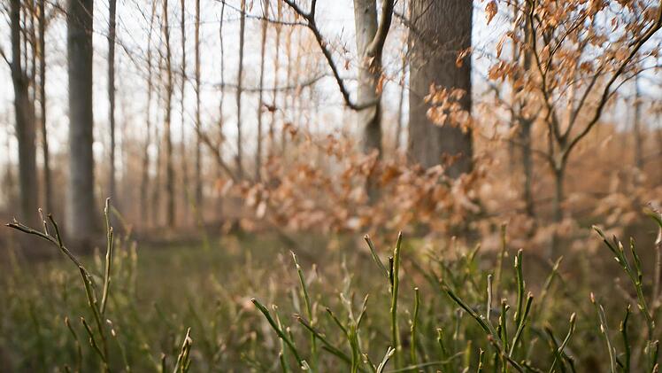 In der Rhön finden sich auf engstem Raum viele unterschiedliche Waldtypen, wie Hainsimsen-Buchenwälder. Foto: Ingo Queck