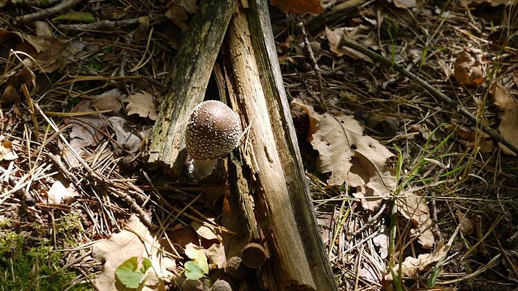 Der Pantherpilz ist giftig.