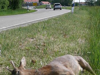 Vor allem im Herbst  fallen dem Straßenverkehr immer wieder größere oder kleinere Tiere zum Opfer, wie dieser Rehbock. Foto: Landesjagdverband