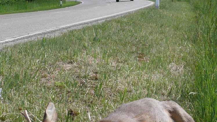 Vor allem im Herbst  fallen dem Straßenverkehr immer wieder größere oder kleinere Tiere zum Opfer, wie dieser Rehbock. Foto: Landesjagdverband