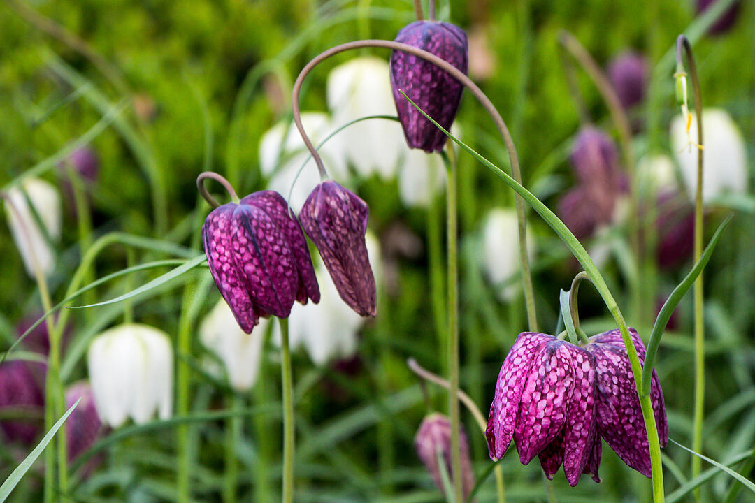 Fotos Konrad Thomann