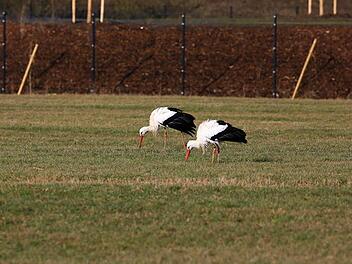 Warum auswandern, wenn es auch hier genug Nahrung gibt? Die zwei Störche aus Scherneck haben bereits den im Winter 2015/2016 im Maintal verbracht und sich deshalb heuer dazu entschieden, nicht in den Süden zu fliegen. Stattdessen suchten und fanden sie rund um Scherneck genügend Nahrung, um den Winter im Itzgrund zu überleben. Fotos: Hans-Peter Schönecker/Berthold Köhler