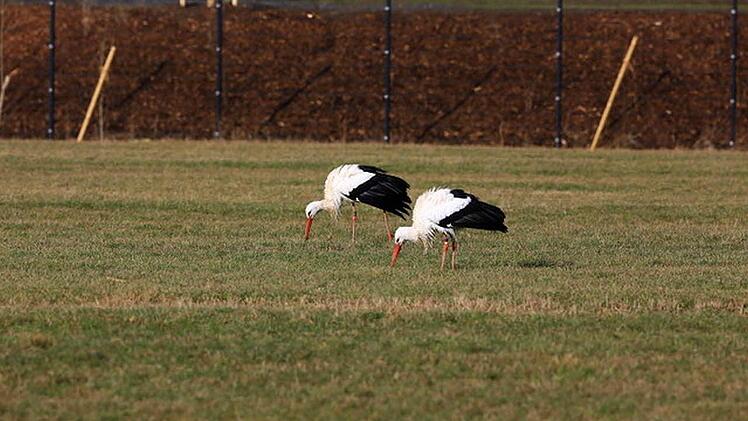 Warum auswandern, wenn es auch hier genug Nahrung gibt? Die zwei Störche aus Scherneck haben bereits den im Winter 2015/2016 im Maintal verbracht und sich deshalb heuer dazu entschieden, nicht in den Süden zu fliegen. Stattdessen suchten und fanden sie rund um Scherneck genügend Nahrung, um den Winter im Itzgrund zu überleben. Fotos: Hans-Peter Schönecker/Berthold Köhler