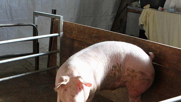 Das Schwein in einem Haltestand vor der Schlachtung