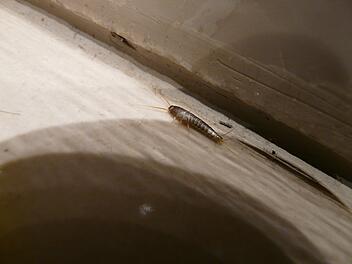Silberfische in der Wohnung.