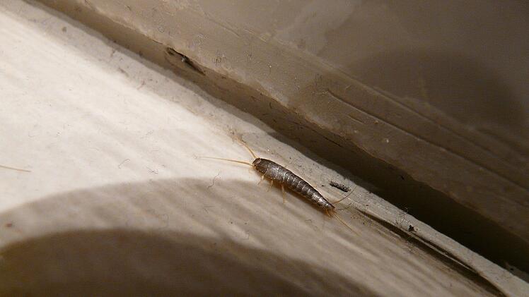 Silberfische in der Wohnung.