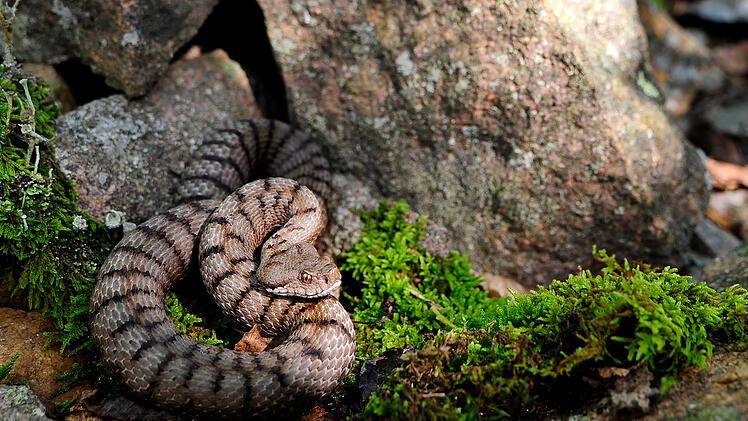 Aspisviper