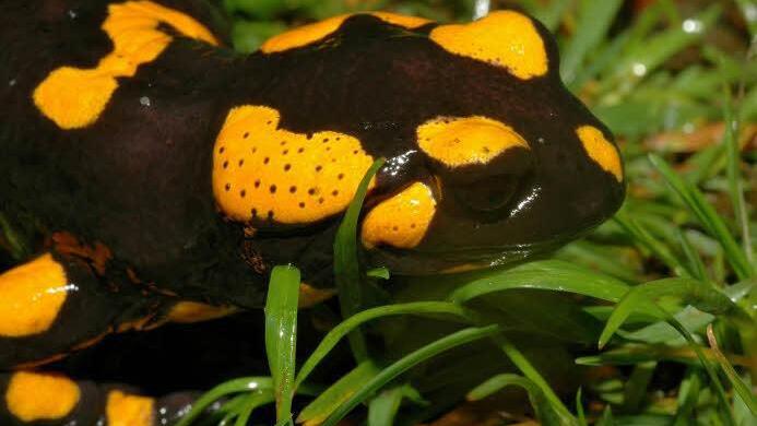 Feuersalamander scheiden ihre Giftstoffe &uuml;ber die Ohrdr&uuml;sen und die Dr&uuml;senleisten auf der R&uuml;ckenseite aus. Fotos: Hans Bahmer