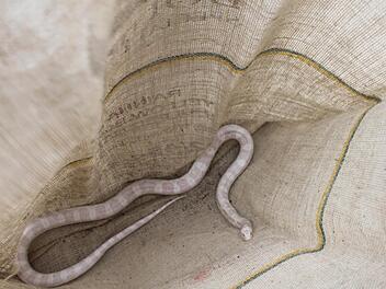 Im Jutesack endete der Ausflug dieser Kornnatter. Sie versetzte für kurze Zeit Burghausen in Aufregung. Foto: Brigitte Goss