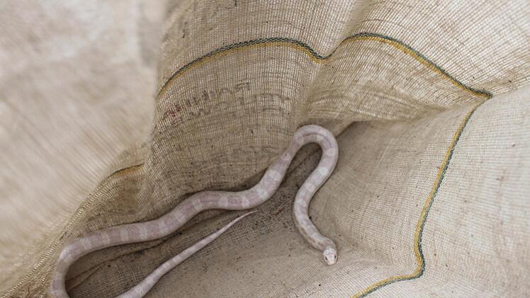 Im Jutesack endete der Ausflug dieser Kornnatter. Sie versetzte für kurze Zeit Burghausen in Aufregung. Foto: Brigitte Goss