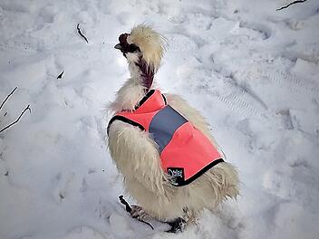 Hahn Karl ist seit den starken Schneefällen nur noch mit seiner Warnweste unterwegs.  Foto: privat