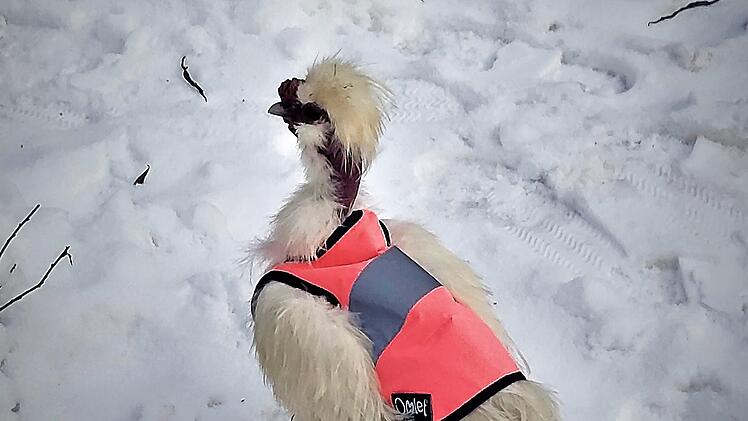 Hahn Karl ist seit den starken Schneefällen nur noch mit seiner Warnweste unterwegs.  Foto: privat