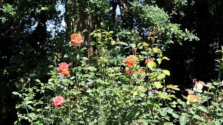 Im Garten der Hausmanns gibt es viel zu entdecken. Foto: Richard Sänger