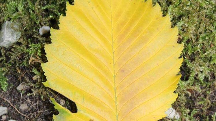 Ein typisches Blatt der Flatterulme ist asymmetrisch.