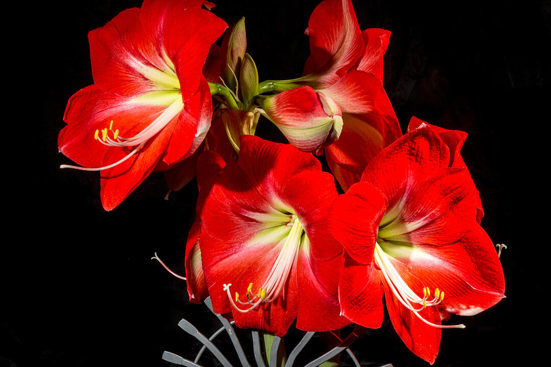 Fotos Konrad Thomann