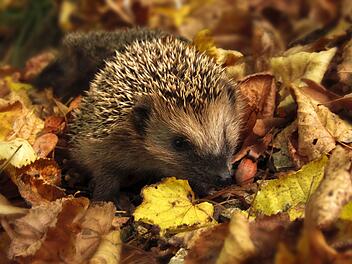 Schutz im Winter: So wird der Garten zum Paradies für Tiere Schutz im Winter: So wird der Garten zum Paradies für Tiere