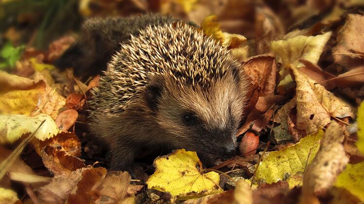 Schutz im Winter: So wird der Garten zum Paradies f&uuml;r Tiere