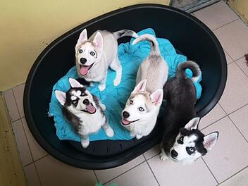 Tierheim Nürnberg: 99 Hunde aus illegalem Transport "endlich freigegeben" - nach fast zwei Jahren