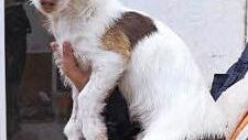 Auf den Arm genommen: "Ratón"  Foto: Tierheim