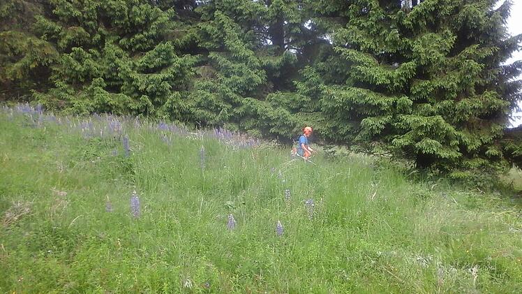 Erstmal in der Vereinsgeschichte des Rhönklubzweigverein Walddörfer wurde ein Lupinen-Mahd am Feuerberg durchgeführt. Foto: Marion Eckert