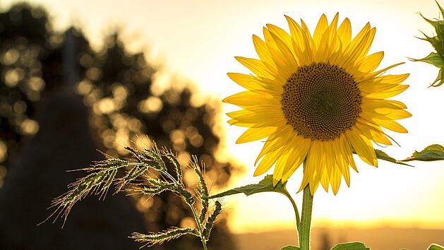 Beim Pflanzen von Sonnenblumen gibt es einiges zu beachten. Symbolfoto: Pixabay/ mploscar