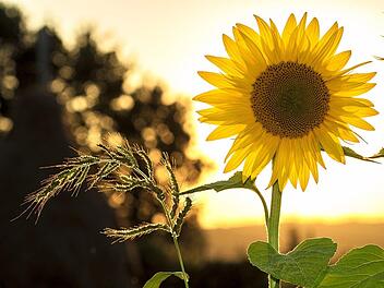 Beim Pflanzen von Sonnenblumen gibt es einiges zu beachten. Symbolfoto: Pixabay/ mploscar