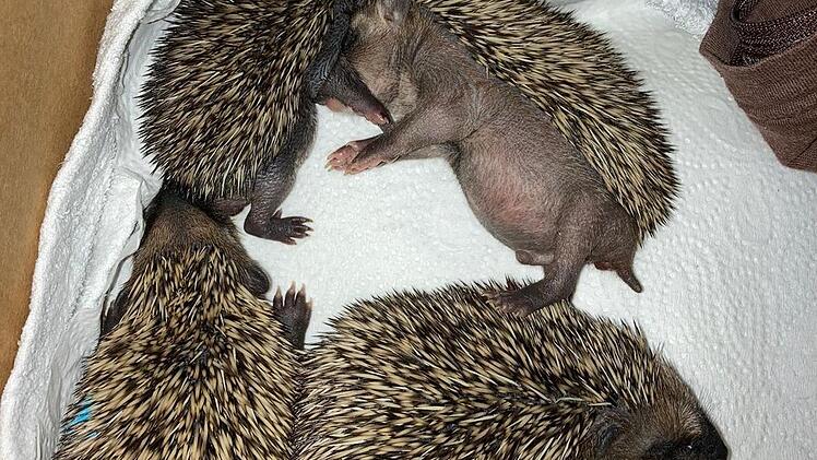 Die Tiere suchen die gegenseitige Nähe.