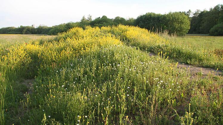Die BMX-Strecke, die erst jüngst beim Skaterpark angelegt worden ist, war gut gemeint, wird aber nicht genutzt. Sie ist völlig von Gras und Kräutern überwuchert  Foto: Sonja Adam