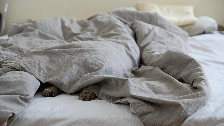 Im Bett mag man es warm. So wie der Stubentiger unter der Decke.