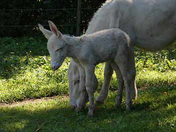 Weißes Eselfohlen im Bayreuther Tierpark geboren
