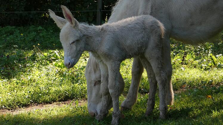 Weißes Eselfohlen im Bayreuther Tierpark geboren