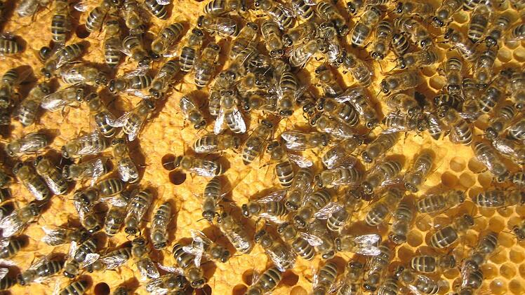 Die Bienen stehen vor auch im Landkreis Forchheim vor einer ungewissen Zukunft. Fotos: Galster
