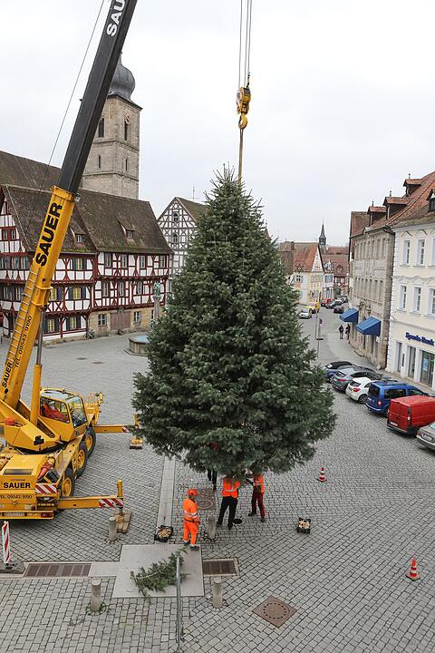 Christbaum kommt aus Schlaifhausen  auf den Forchheimer Rathausplatz