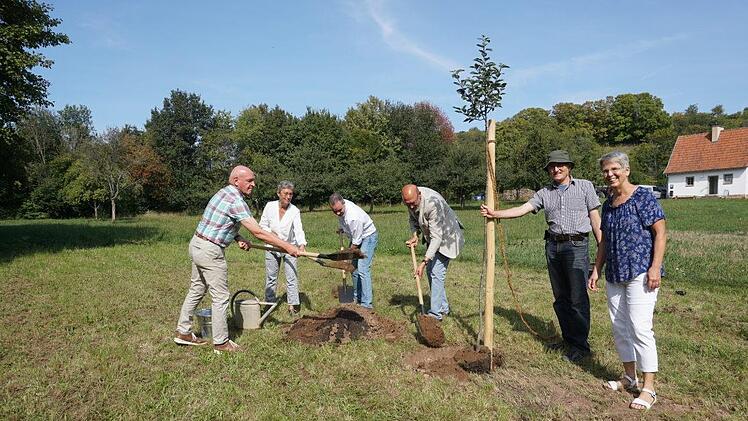 Ein Apfelbaum wurde als "Singwarte" für die Grauammer im Freilandmuseum  Fladungen gepflanzt.  Foto: Marion Eckert