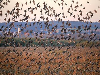 NABU - Naturschutzgebiet Federsee