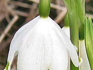 Der Märzenbecher steht auf der Roten Liste.  Foto: privat