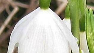 Der Märzenbecher steht auf der Roten Liste.  Foto: privat