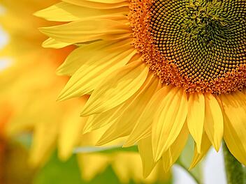 Neben Gemüse kannst du auch Blumen wie die Sonnenblume im Juni ansäen.