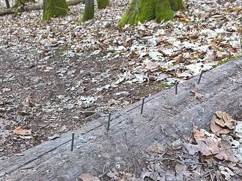 Eine fiese Falle für alle Waldbesucher Foto: privat