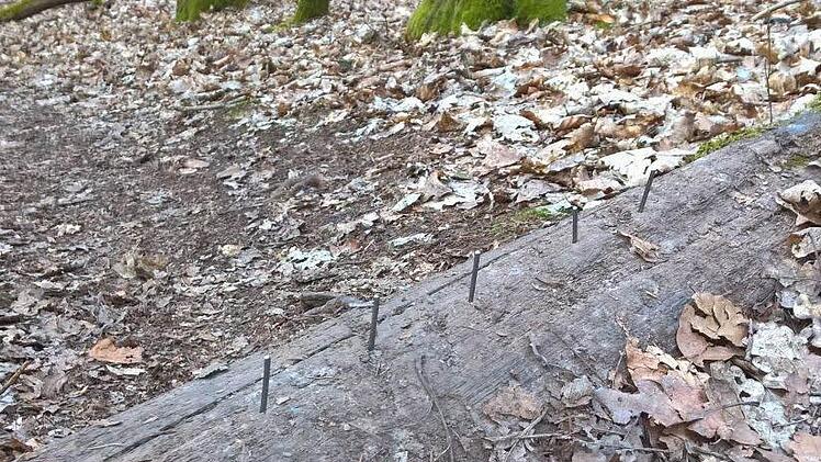 Eine fiese Falle für alle Waldbesucher Foto: privat