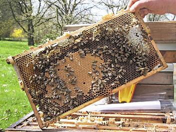 Ein Blick ins Bienenvolk: Auf der Wabe erkennt man in der Mitte eine Fläche mit geschlossenen Waben, den Brutbereich. Die helle Stelle rechts ist sozusagen die Vorratskammer. Hinter der dünnen Wachsschicht befindet sich Honig. Fotos: Ramona Popp