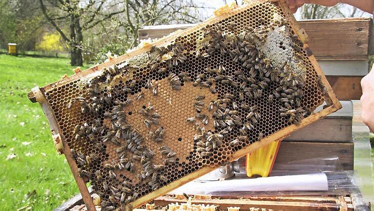 Ein Blick ins Bienenvolk: Auf der Wabe erkennt man in der Mitte eine Fläche mit geschlossenen Waben, den Brutbereich. Die helle Stelle rechts ist sozusagen die Vorratskammer. Hinter der dünnen Wachsschicht befindet sich Honig. Fotos: Ramona Popp