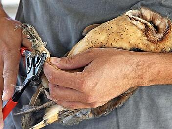 Friedlich: In aller Ruhe ließen sich die kleinen Schleiereulen beringen.Foto: Dieter Britz