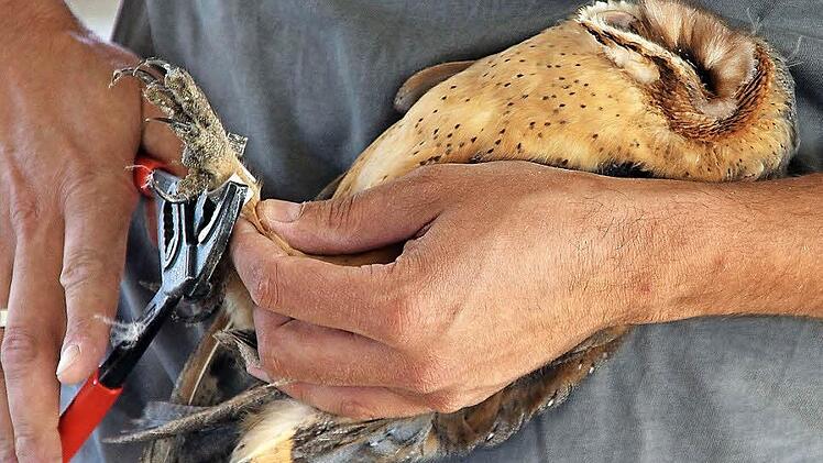 Friedlich: In aller Ruhe ließen sich die kleinen Schleiereulen beringen.Foto: Dieter Britz