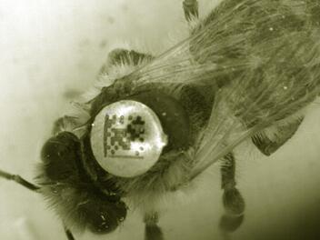 Eine Biene mit Chip zwischen den Flügeln zeigt unsere Großaufnahme. Die Tiere gehören zum High-Tech-Bienenstock. Dort wird gezählt, wenn sie ein- und ausfliegen. Foto: Peter Rauch