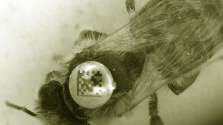 Eine Biene mit Chip zwischen den Flügeln zeigt unsere Großaufnahme. Die Tiere gehören zum High-Tech-Bienenstock. Dort wird gezählt, wenn sie ein- und ausfliegen. Foto: Peter Rauch