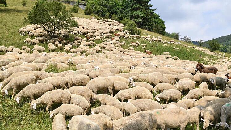 An die 1300 Schafe und Ziegen arbeiten auf den Jurahängen rund um den Scheßlitzer Gemeindeteil Roßdach. Fotos: Ronald Rinklef